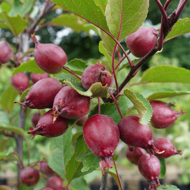 Malus 'Red Obelisk' burgundy crab apples