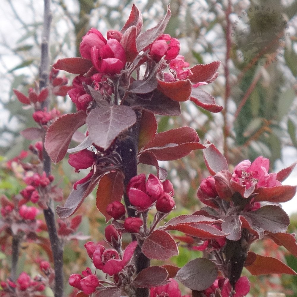 Malus 'Roberts Red' Crab Apple