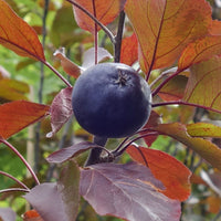 Malus 'Roberts Red' purple crab apple fruit