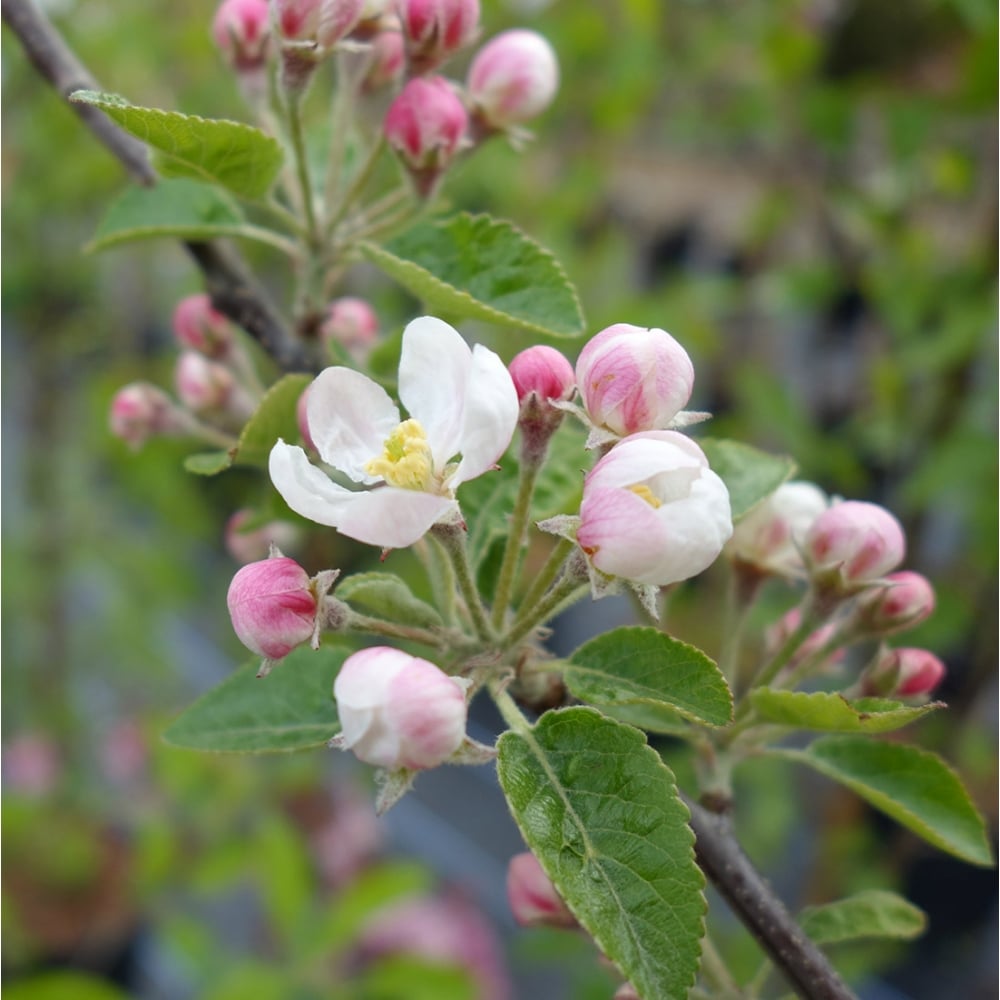 Flowers on Malus 'Rosehip'