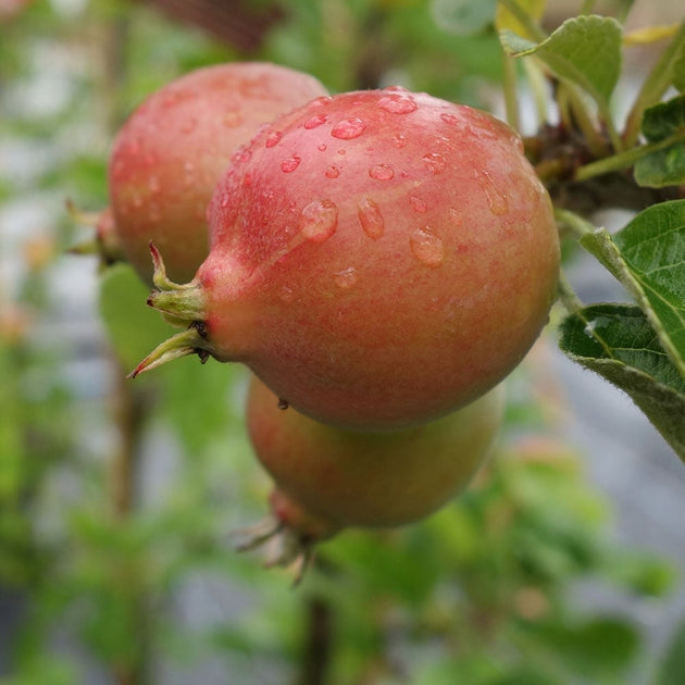 Malus 'Rosehip' crab apples