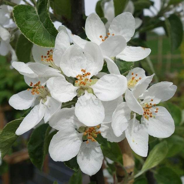 Malus 'Rosehip' blossom