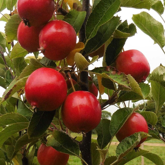 Malus 'Rosehip' Crab Apple