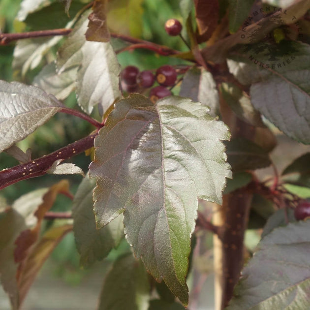 Malus Royal Raindrops tree