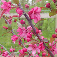 Malus Royal Raindrops crab apple