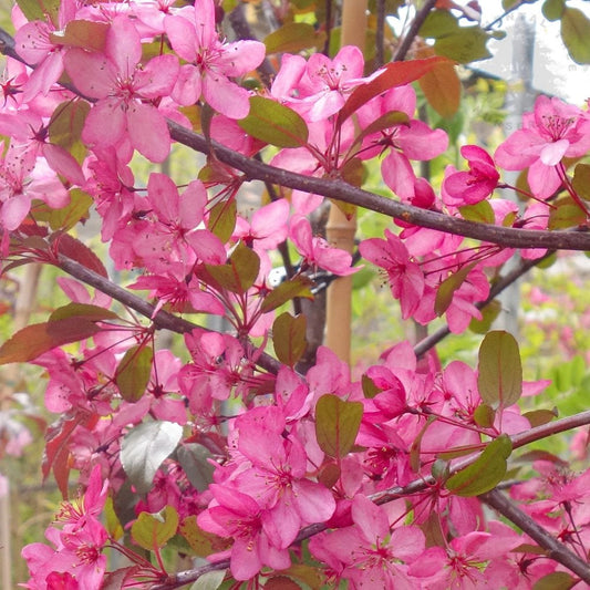 Malus Royal Raindrops crab apple tree