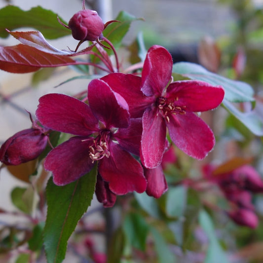 Malus 'Royalty' crab apple tree