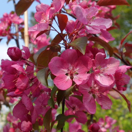 Malus 'Rudolph' Crab Apple tree