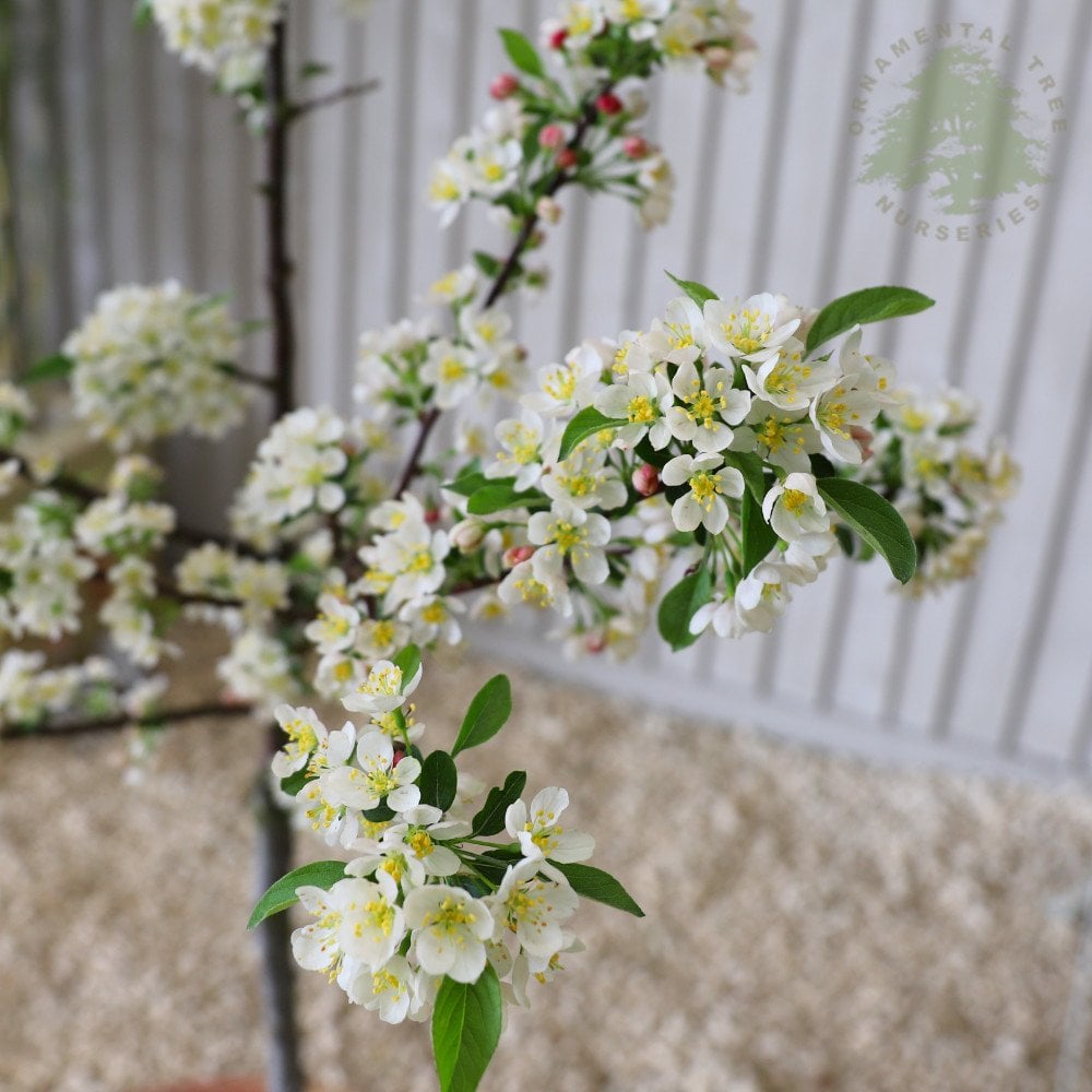 Malus sargentii 'Tina' Crab Apple tree