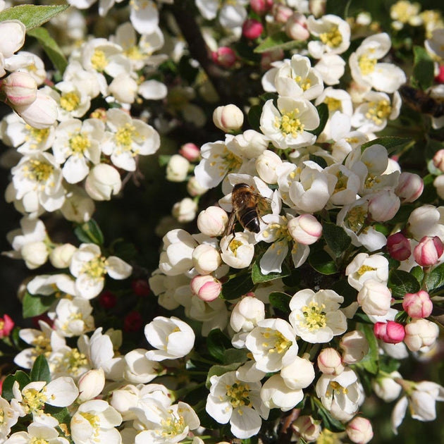 Malus sargentii 'Tina' Crab Apple