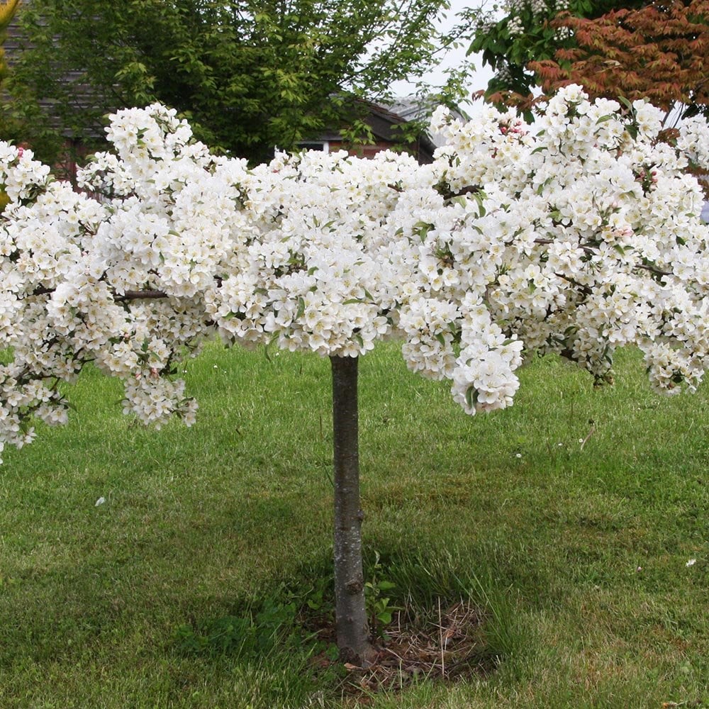 Malus sargentii 'Tina' Crab Apple tree