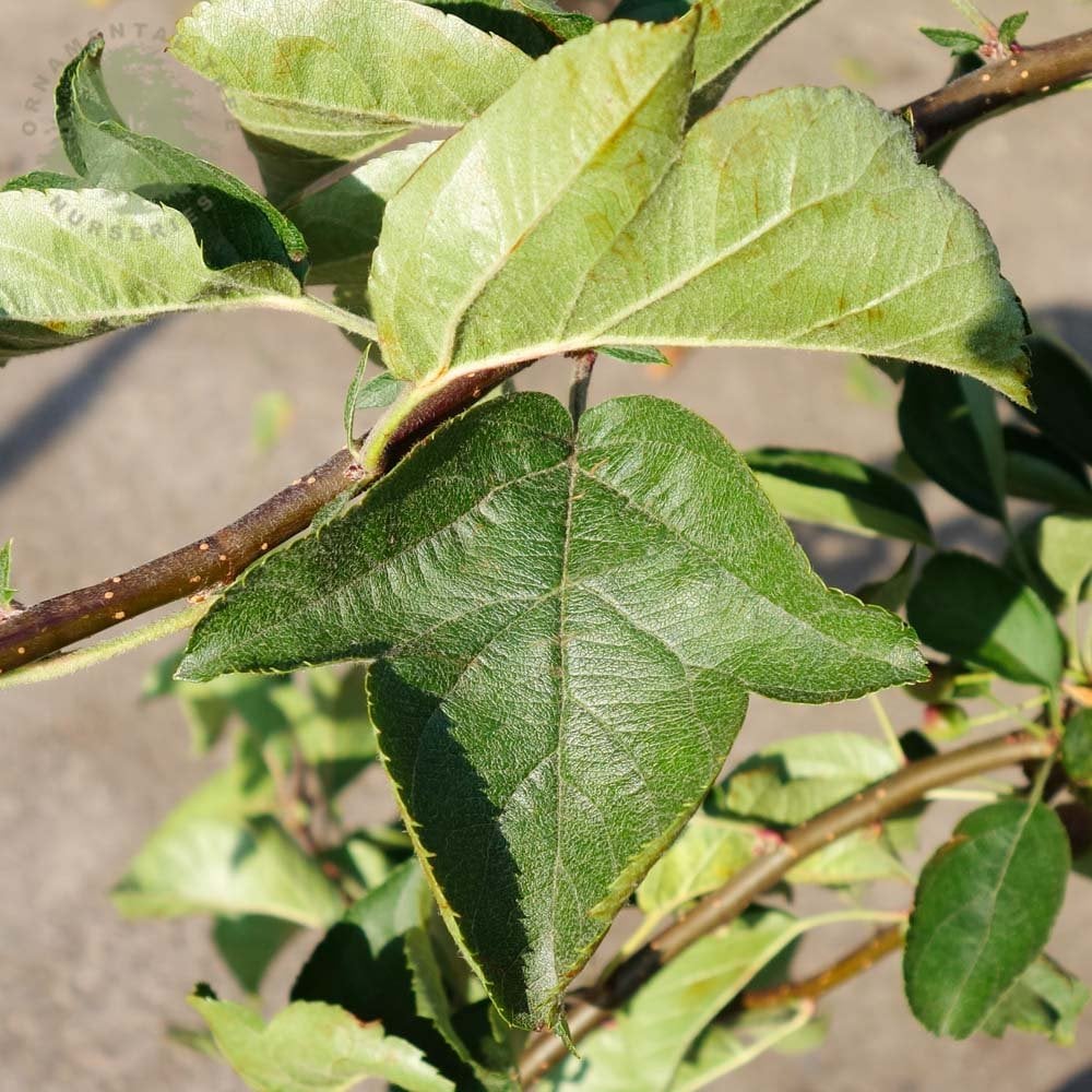 Malus sargentii 'Tina' Tree