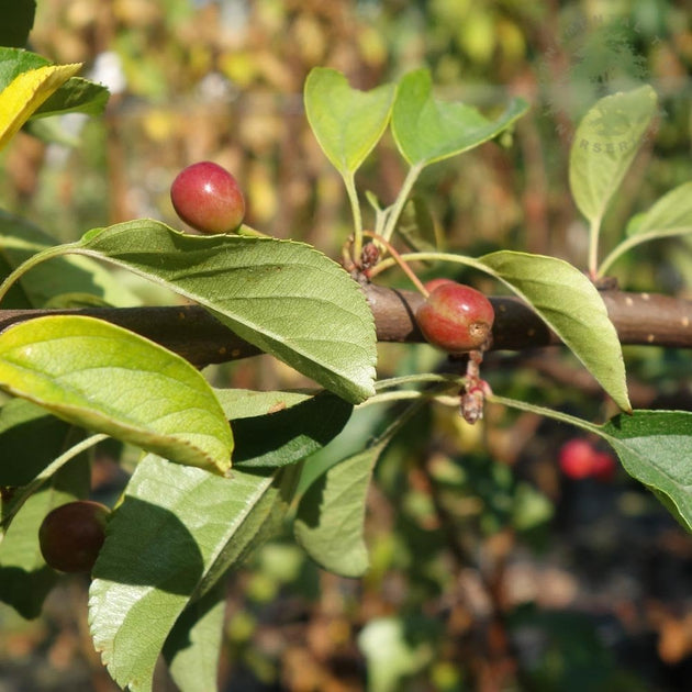 Malus sargentii 'Tina' Tree