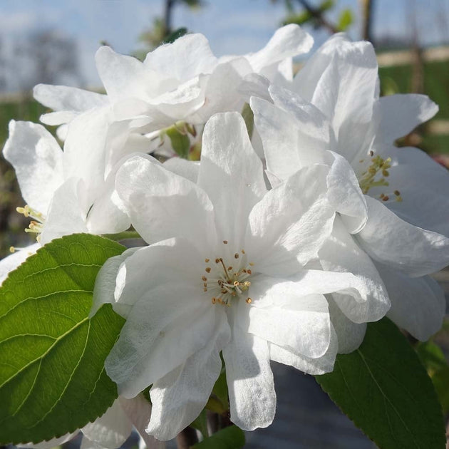 Malus 'Snowcloud' crab apple blossom