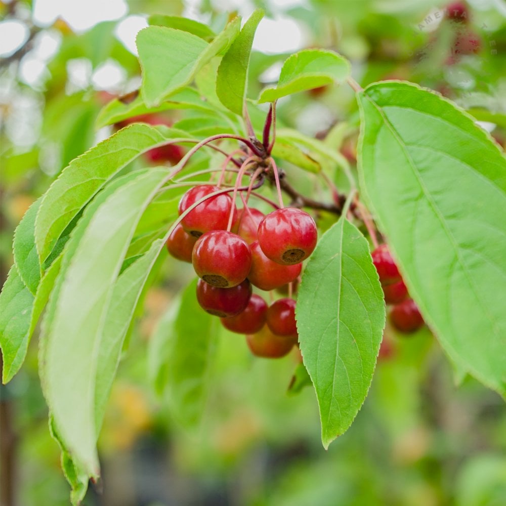 Malus 'Sugar Tyme' Fruit