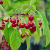 Malus 'Sugar Tyme' Fruit