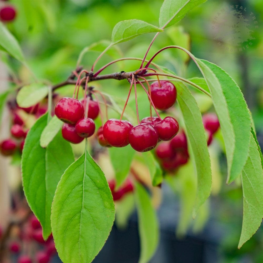 Malus 'Sugar Tyme' Fruit