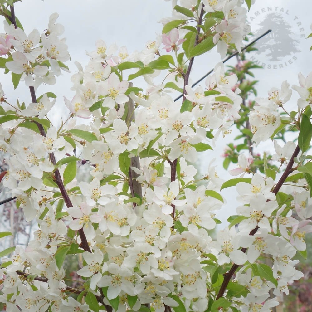 Malus 'Sugar Tyme' crab apple tree