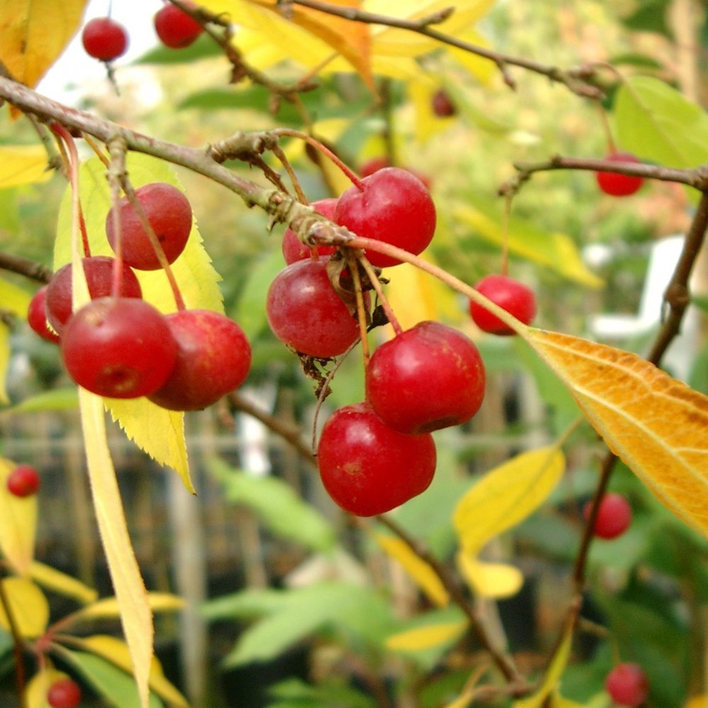 Malus Sun Rival | Weeping Flowering Crab Apple Tree | Ornamental Trees