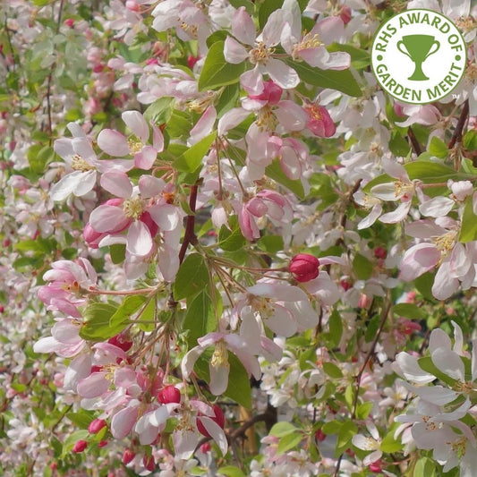 Malus 'Sun Rival' weeping crab apple