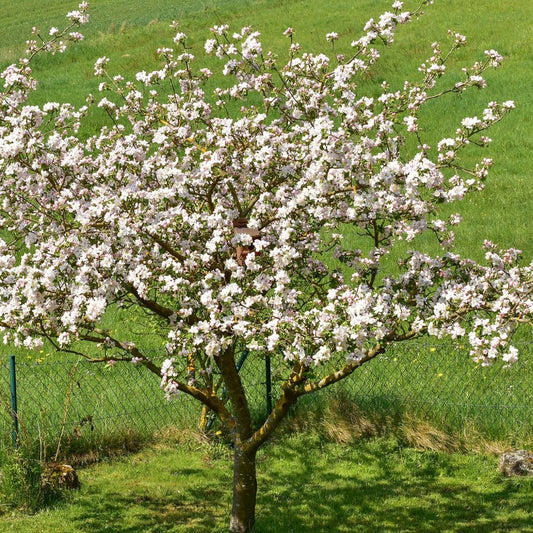 Malus sylvestris European Crab Apple