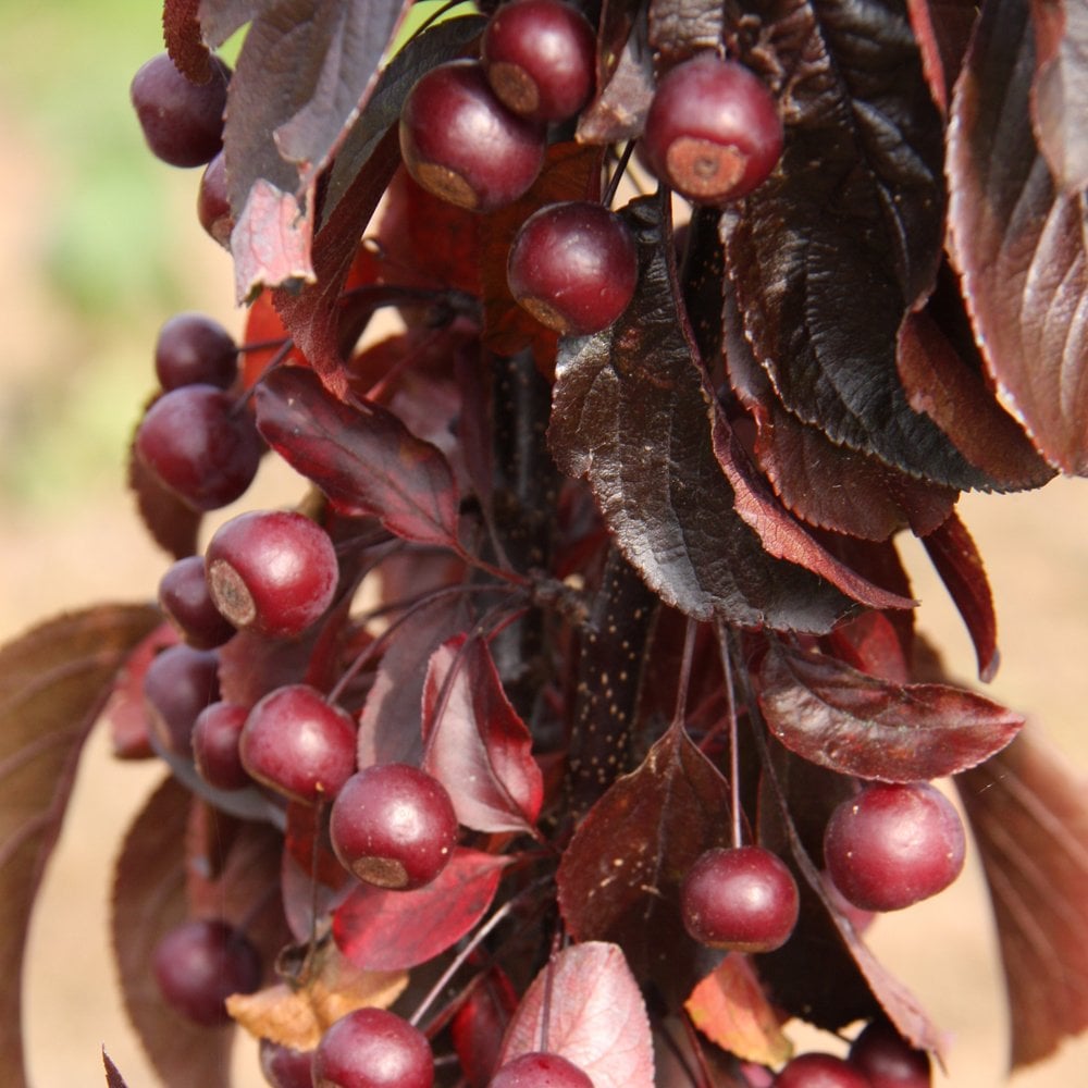 Malus toringo 'Aros' red crab apples