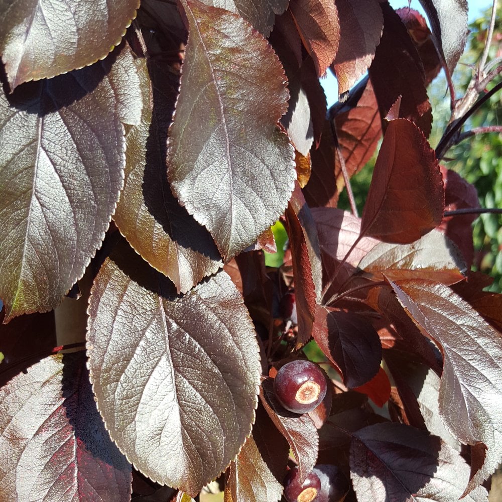 Malus 'Aros' purple foliage