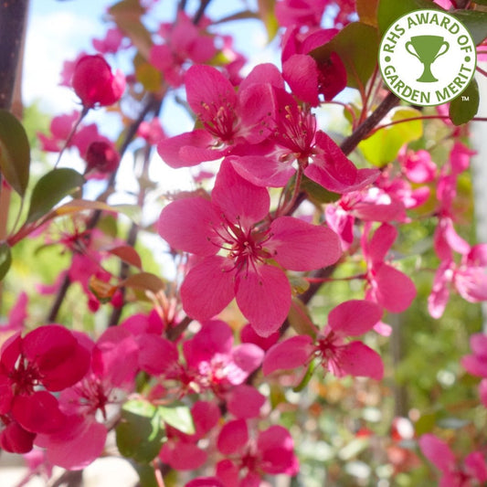 Malus toringo 'Scarlett' Flowers