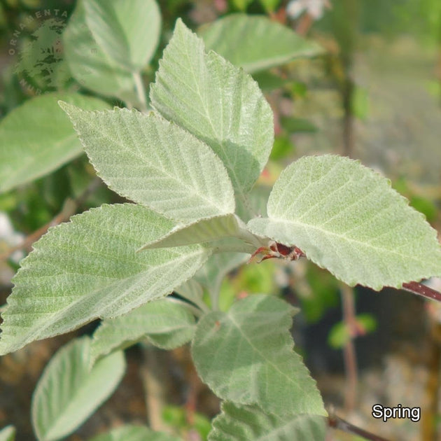 Malus tschonoskii foliage in spring