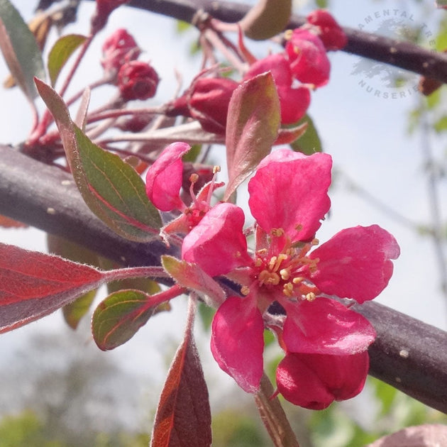 Malus Weeping Candied Apple flowers