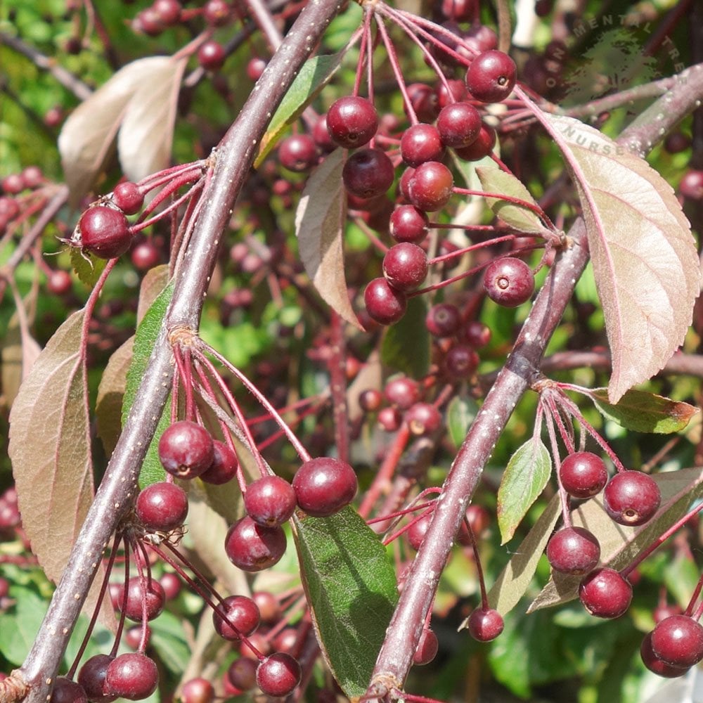 Weeping Candied Apple crab apples