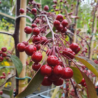 Malus Weeping Candied Apple crab apples