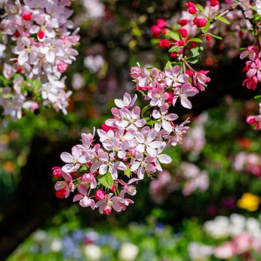 Malus x floribunda tree