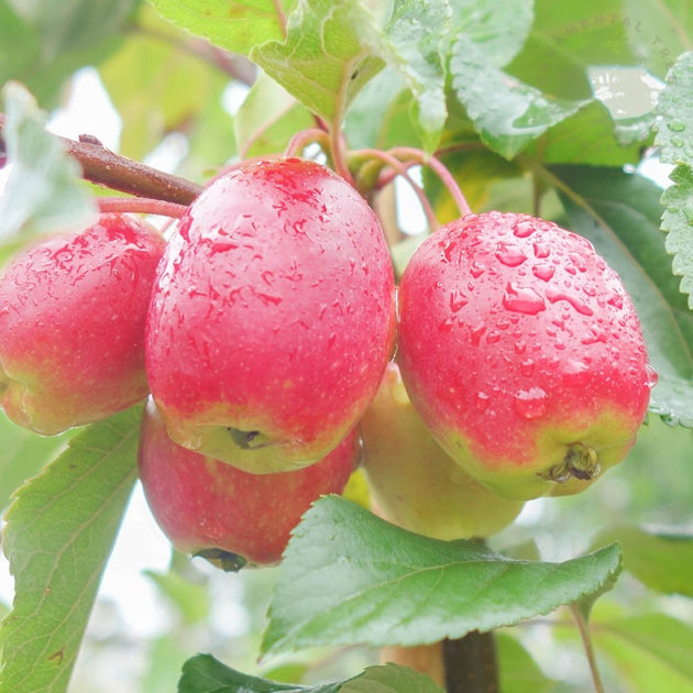 Malus x robusta Fruitilicious Crab Apple tree