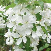 Malus x robusta Fruitilicious Crab Apple blossom