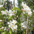 Malus x robusta 'Red Sentinel' white flowers