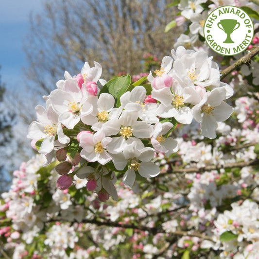 Malus x robusta 'Red Sentinel' Crab Apple tree