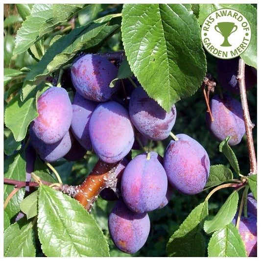 Marjories Seedling Plum tree