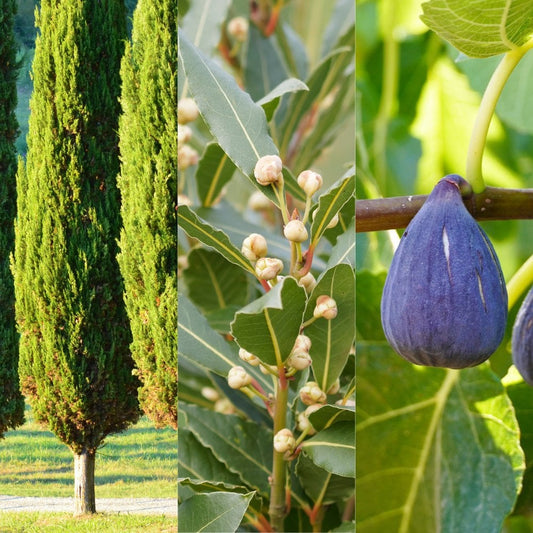 Mediterranean Garden Tree Bundle