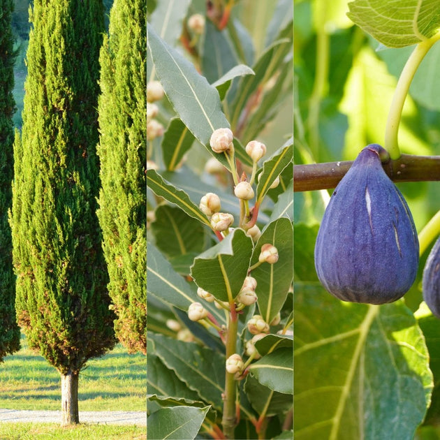 Mediterranean Garden tree Bundle