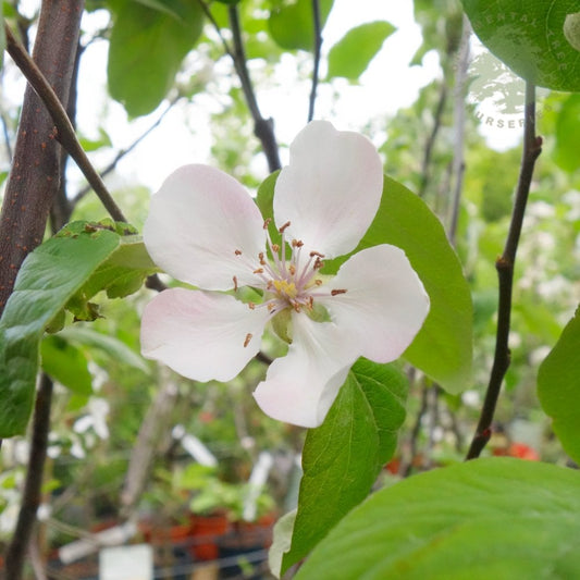 Meech's Prolific quince flower