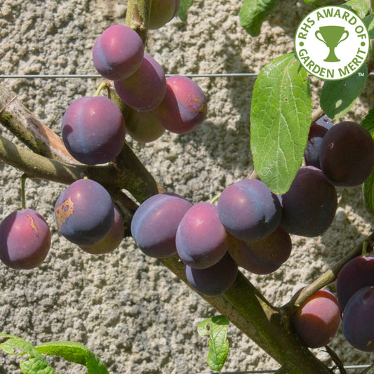 Merryweather Damson tree