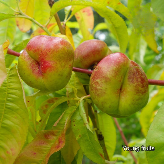 Mesembrine Nectarine Tree