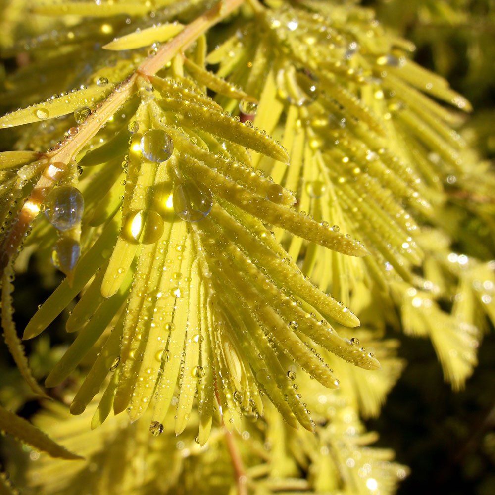 Metasequoia glyptostroboides 'Gold Rush' tree