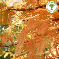 Metasequoia glyptostroboides 'Gold Rush' tree