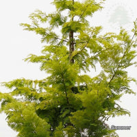 Metasequoia glyptostroboides 'Gold Rush'