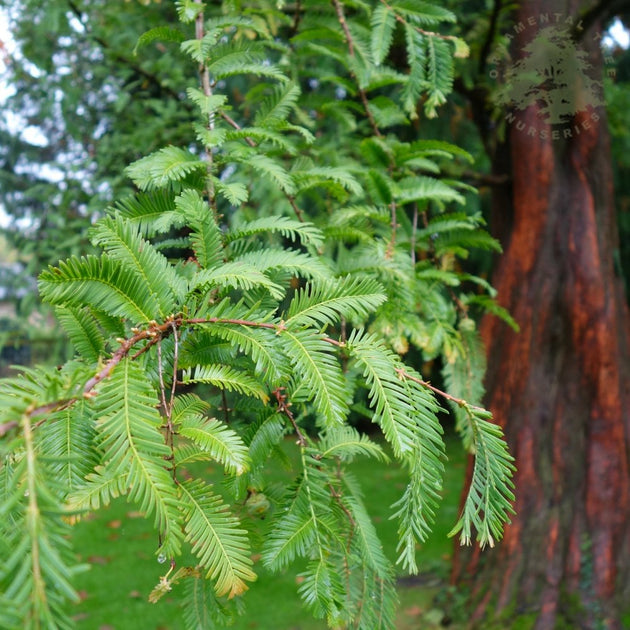 Metasequoia glyptostroboides Dawn Redwood