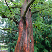 Metasequoia glyptostroboides Dawn Redwood