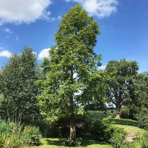 Mature Metasequoia glyptostroboides tree