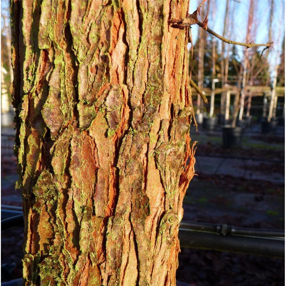 Metasequoia glyptostroboides Dawn Redwood bark